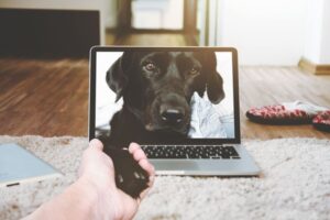 Best Laptop Screen Size: How to Choose the Right Display